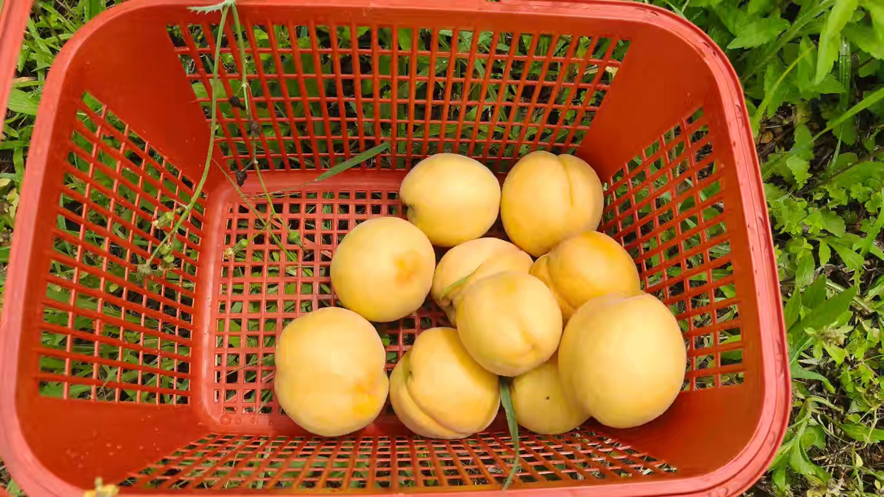 黃桃5.jpg